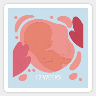 12 Weeks Fetus Magnet